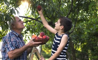 Grandfather and grandson picking peaches from a tree